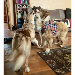 Dog Support Harness Front End review allen 01