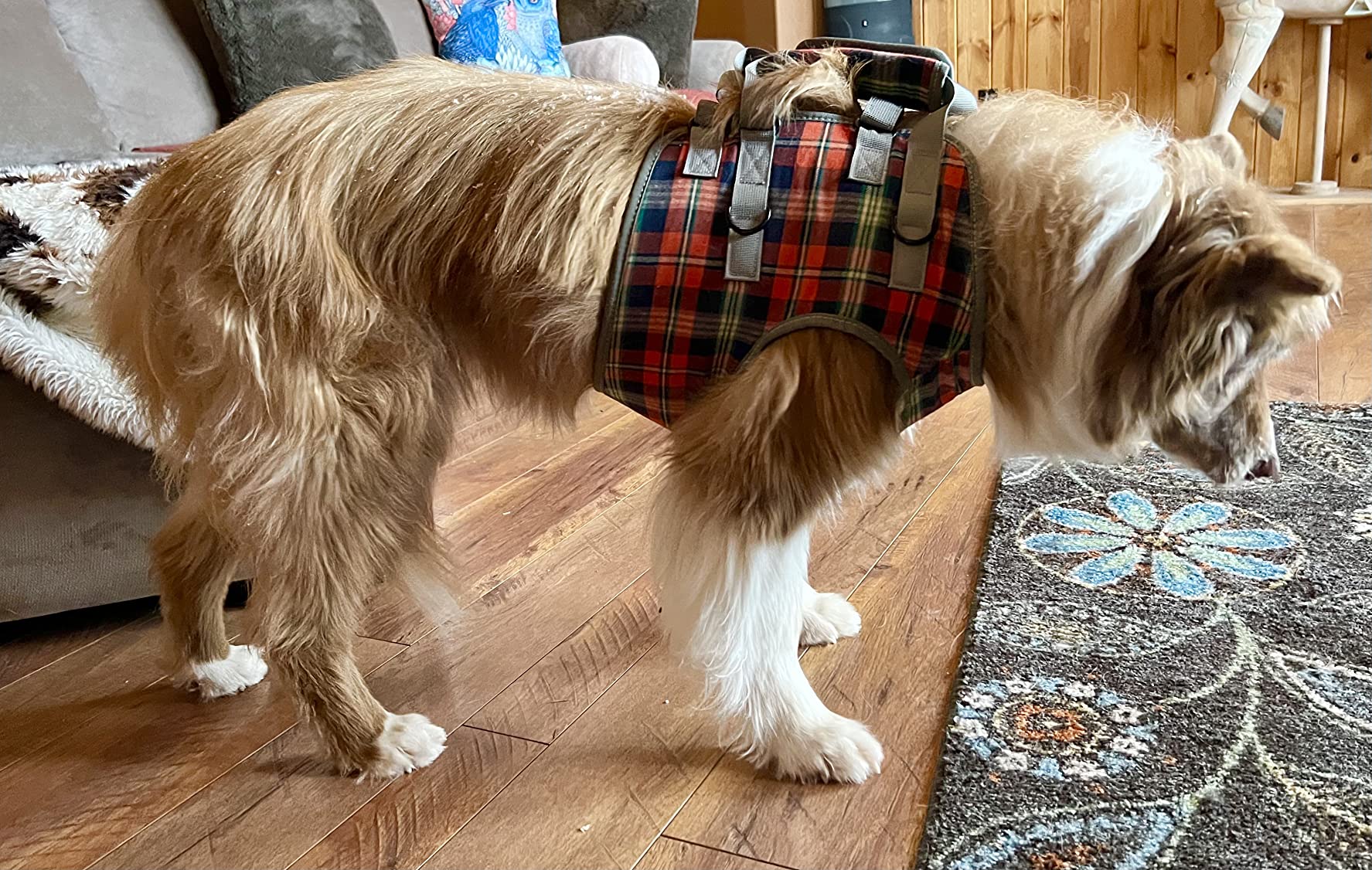 Dog Support Harness Front End review allen 02