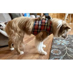 Dog Support Harness Front End review allen 02