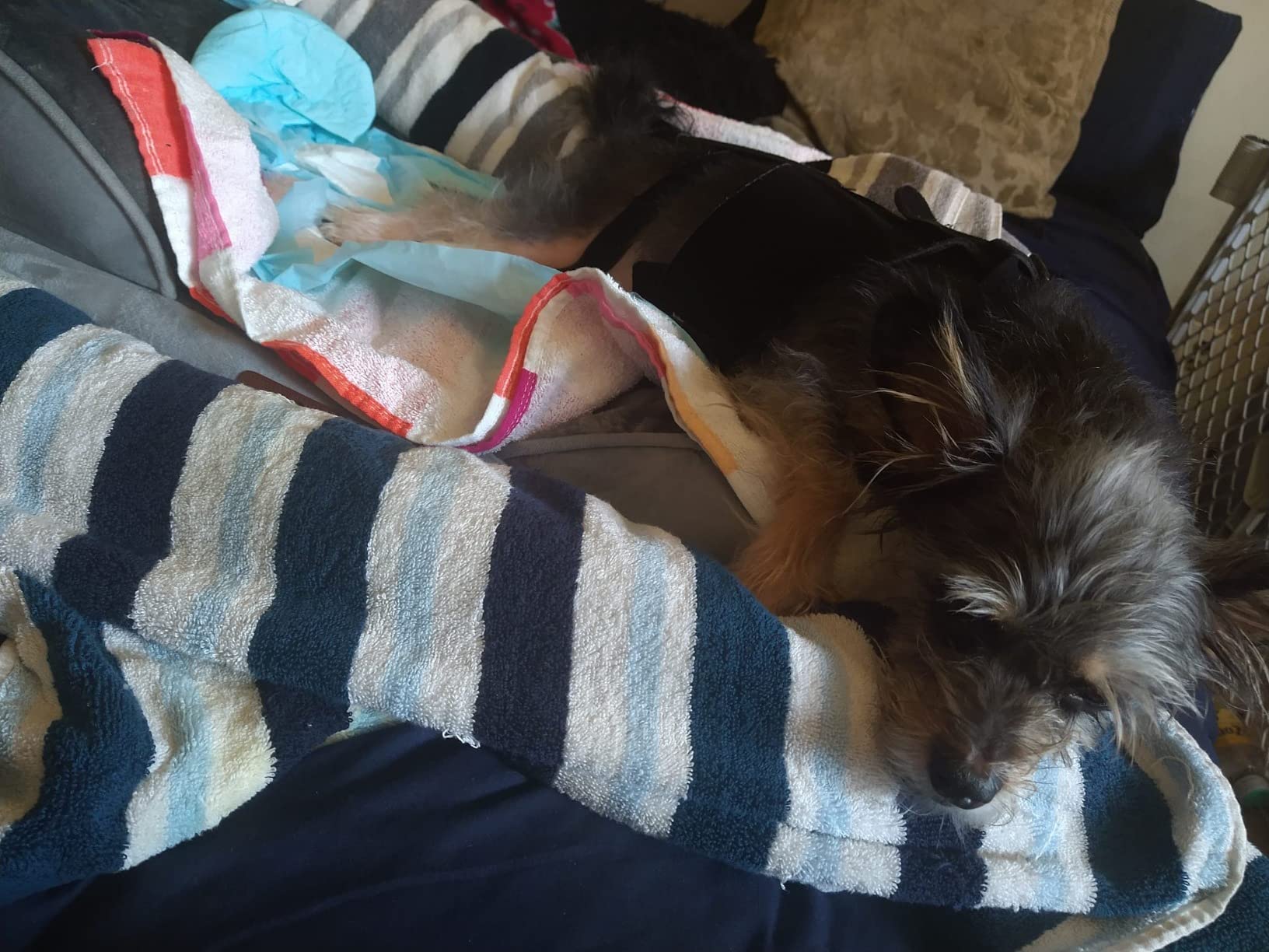 Lightweight Dog IVDD Back Brace review klji