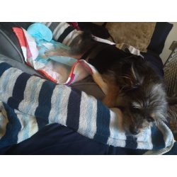 Lightweight Dog IVDD Back Brace review klji