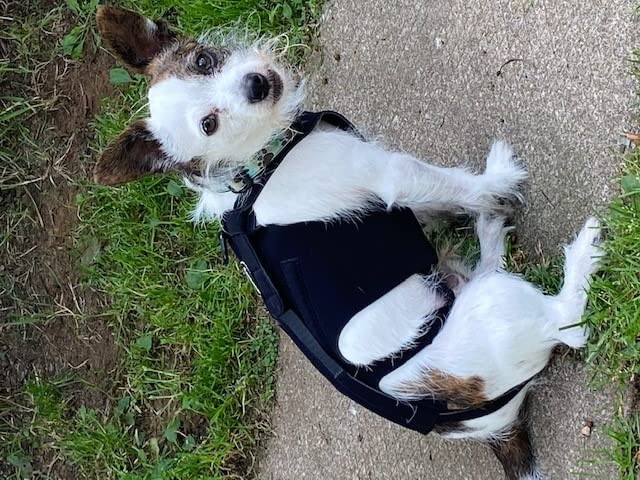 Lightweight Dog IVDD Back Brace review master