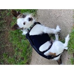 Lightweight Dog IVDD Back Brace review master
