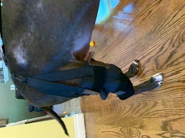 Hinged Dog Leg Brace (left and right) review llil