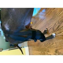 Hinged Dog Leg Brace (left and right) review llil