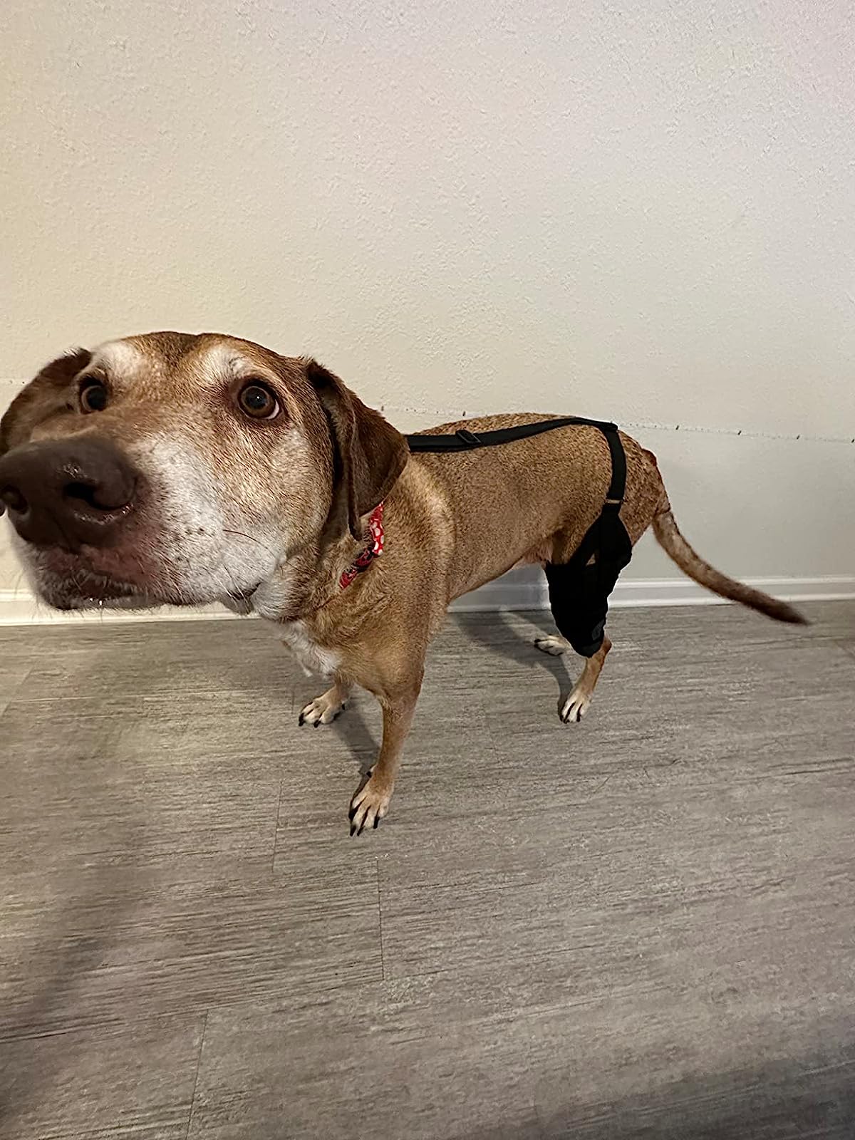 Hinged Dog Leg Brace (left and right) review Morgan Behrmann