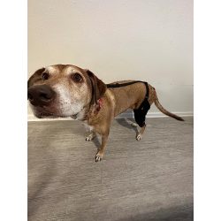 Hinged Dog Leg Brace (left and right) review Morgan Behrmann