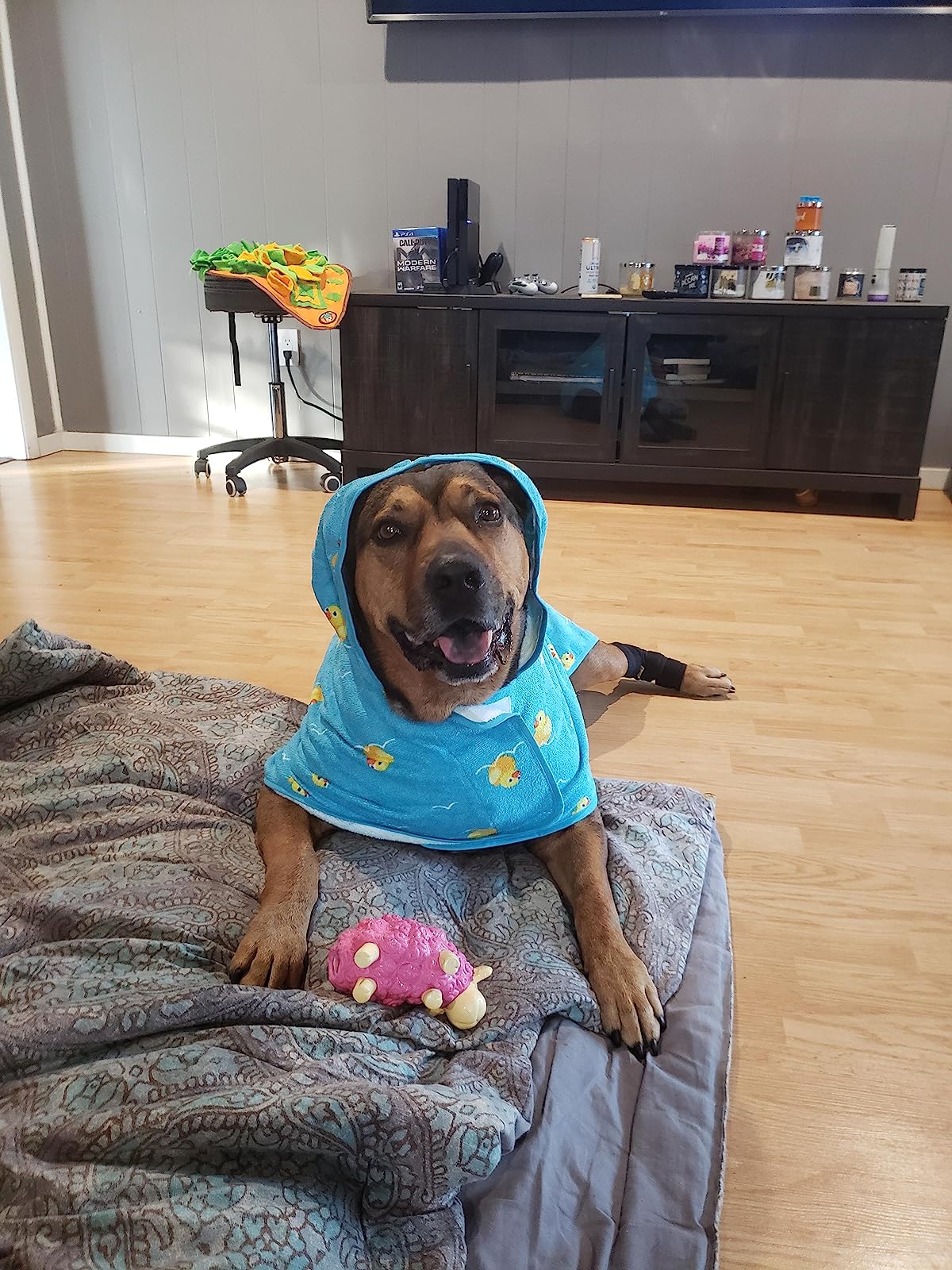 Dog Brace for Hock Carpal  review givenchy