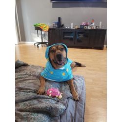 Dog Brace for Hock Carpal  review givenchy