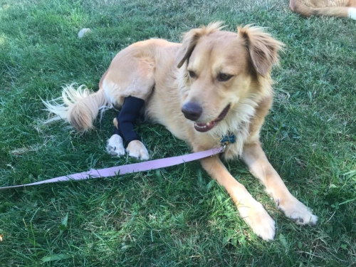 Dog Hock Wrap Braces Protector review Jackie