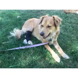 Dog Hock Wrap Braces Protector review Jackie