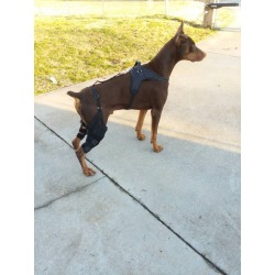 Dog Double Leg Brace review Rochelle Wing