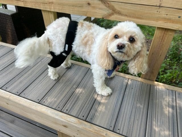 Adjustable Dog Acl Brace review Kaye H. Cunningham