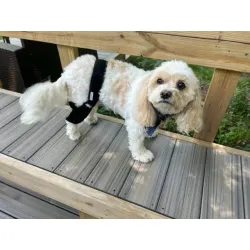 Adjustable Dog Acl Brace review 	Kaye H. Cunningham
