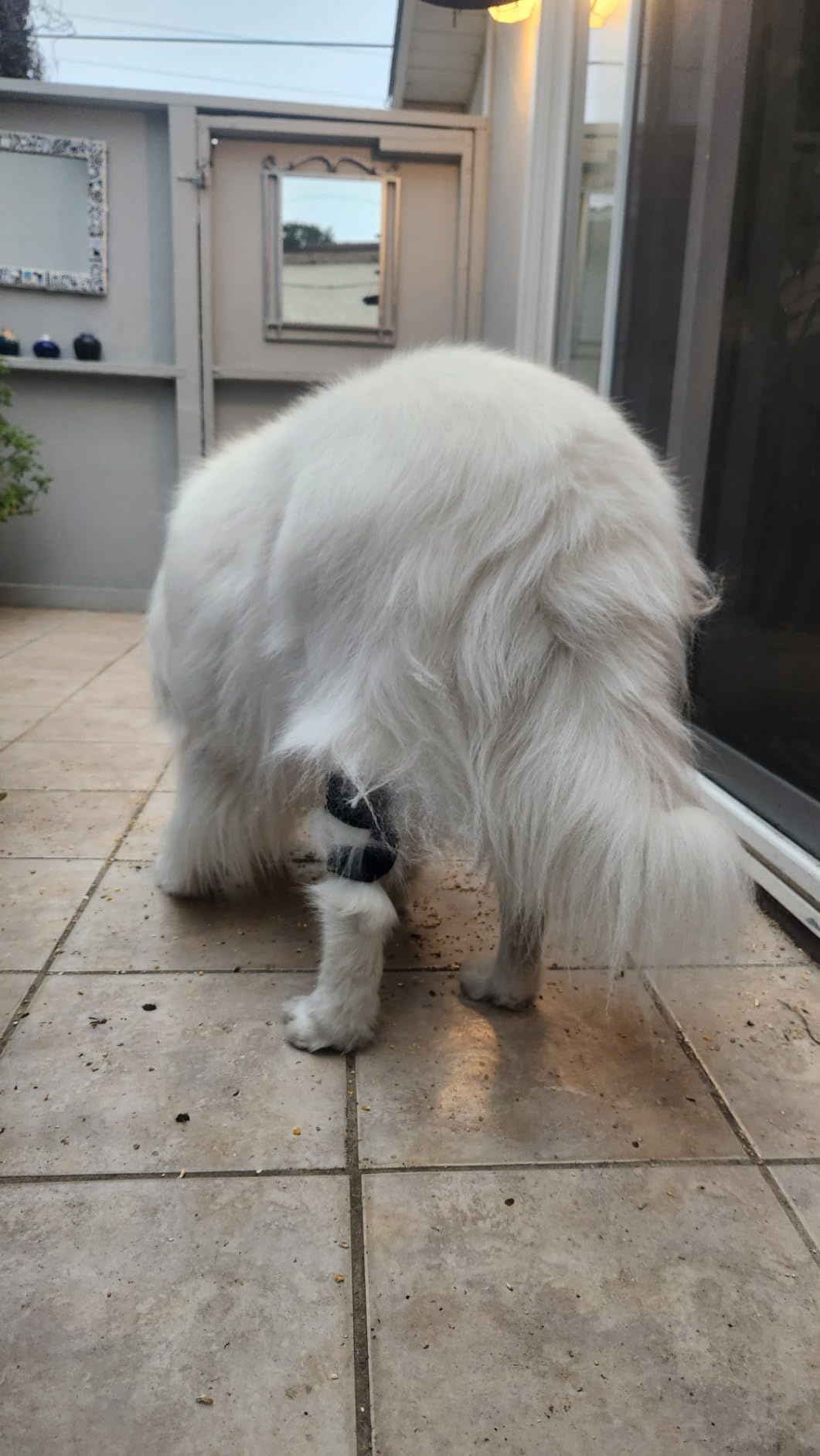 Adjustable Dog Acl Brace review Adjustable Dog Acl Brace 01