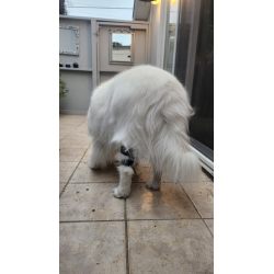 Adjustable Dog Acl Brace review Adjustable Dog Acl Brace 01