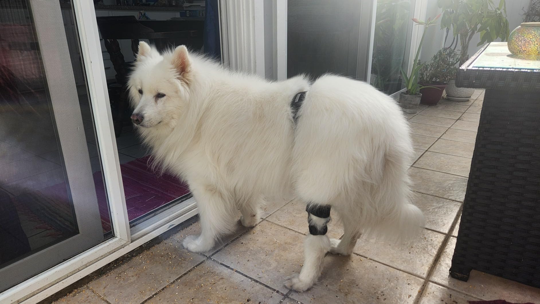 Adjustable Dog Acl Brace review Adjustable Dog Acl Brace 02