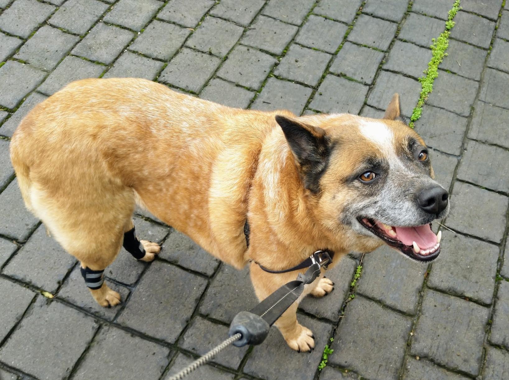 Dog Hock Wrap Braces Protector review Dario Marusich