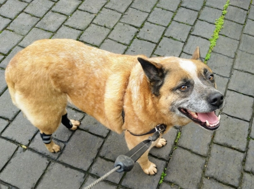 Dog Hock Wrap Braces Protector review 	Dario Marusich