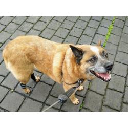 Dog Hock Wrap Braces Protector review Dario Marusich