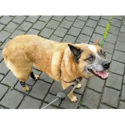 Dog Hock Wrap Braces Protector review 	Dario Marusich