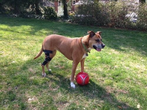 Dog Knee Brace Support  Acl review Isabella