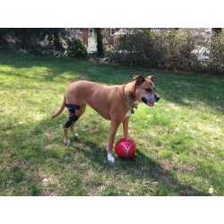 Dog Knee Brace Support  Acl review Isabella