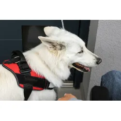 Dog Support Harness for Front Leg review Mitchell