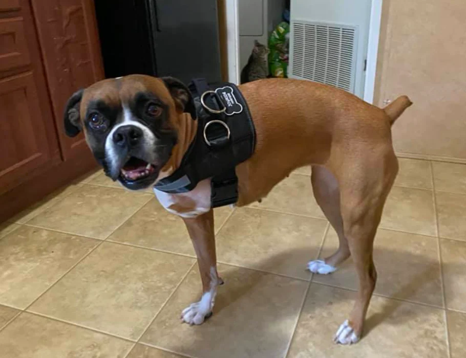 Dog Support Harness for Front Leg review Lucas