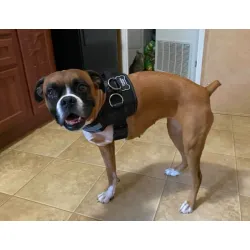 Dog Support Harness for Front Leg review Lucas