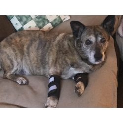 Hinged Dog Leg Brace review Alan NB