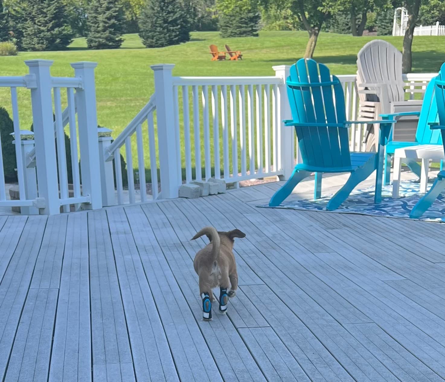 Dog Hock Wrap Braces Protector review KiwiLA