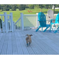 Dog Hock Wrap Braces Protector review KiwiLA