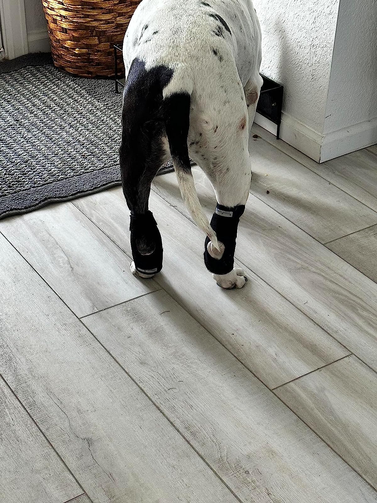 Dog Hock Wrap Braces Protector review Temple