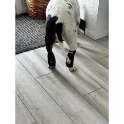 Dog Hock Wrap Braces Protector review Temple