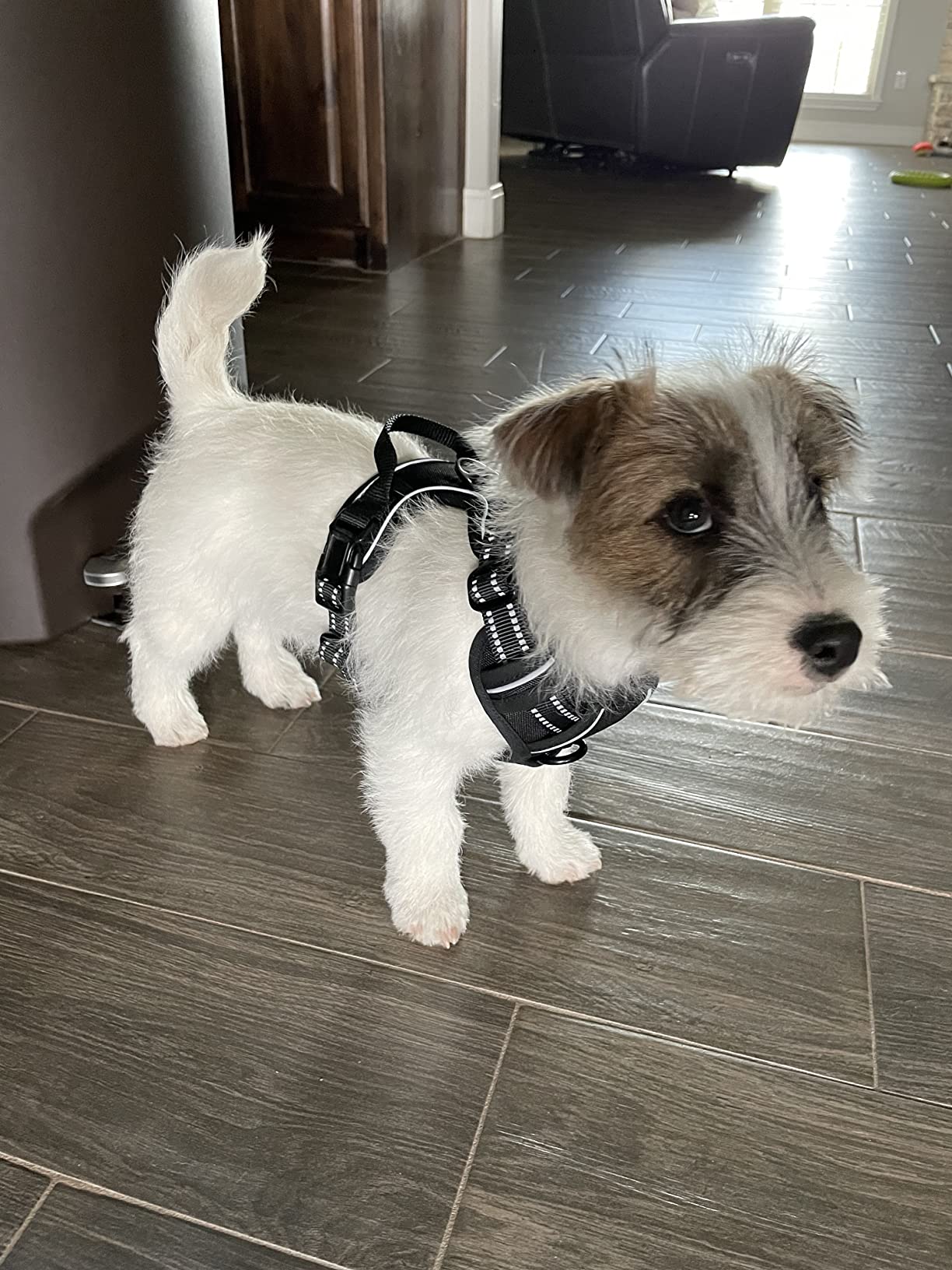 Dog Support Harness for Front Leg review Spidygoat