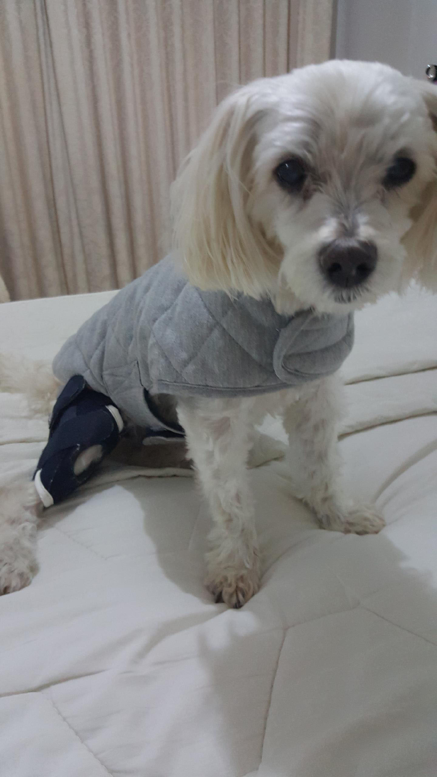 Luxating patella brace hot sale for small dogs