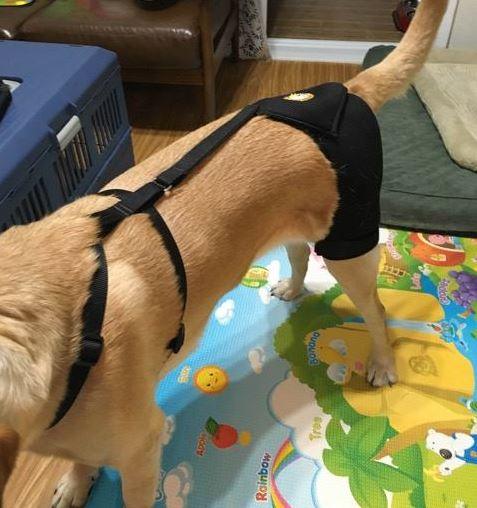 Dog Brace For Hind Leg review Konami