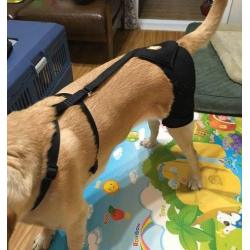 Dog Brace For Hind Leg review Konami