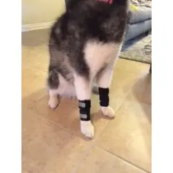 Dog Support Harness for Front Leg review Burry
