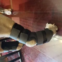 Dog Knee Brace Support  Acl review Adam 01