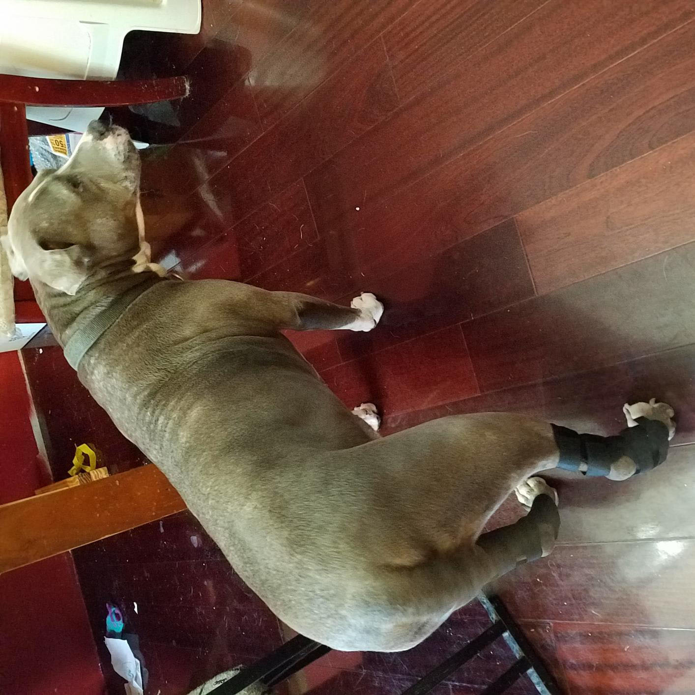 Dog Knee Brace Support  Acl review Adam 02