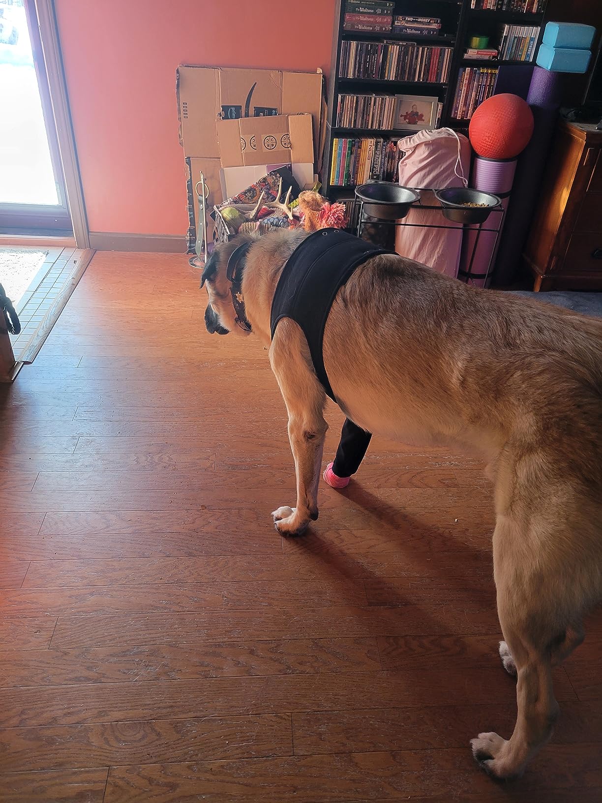 Dog Leg Brace for Anti-Lick review Aron