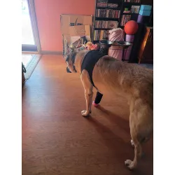 Dog Leg Brace for Anti-Lick review Aron