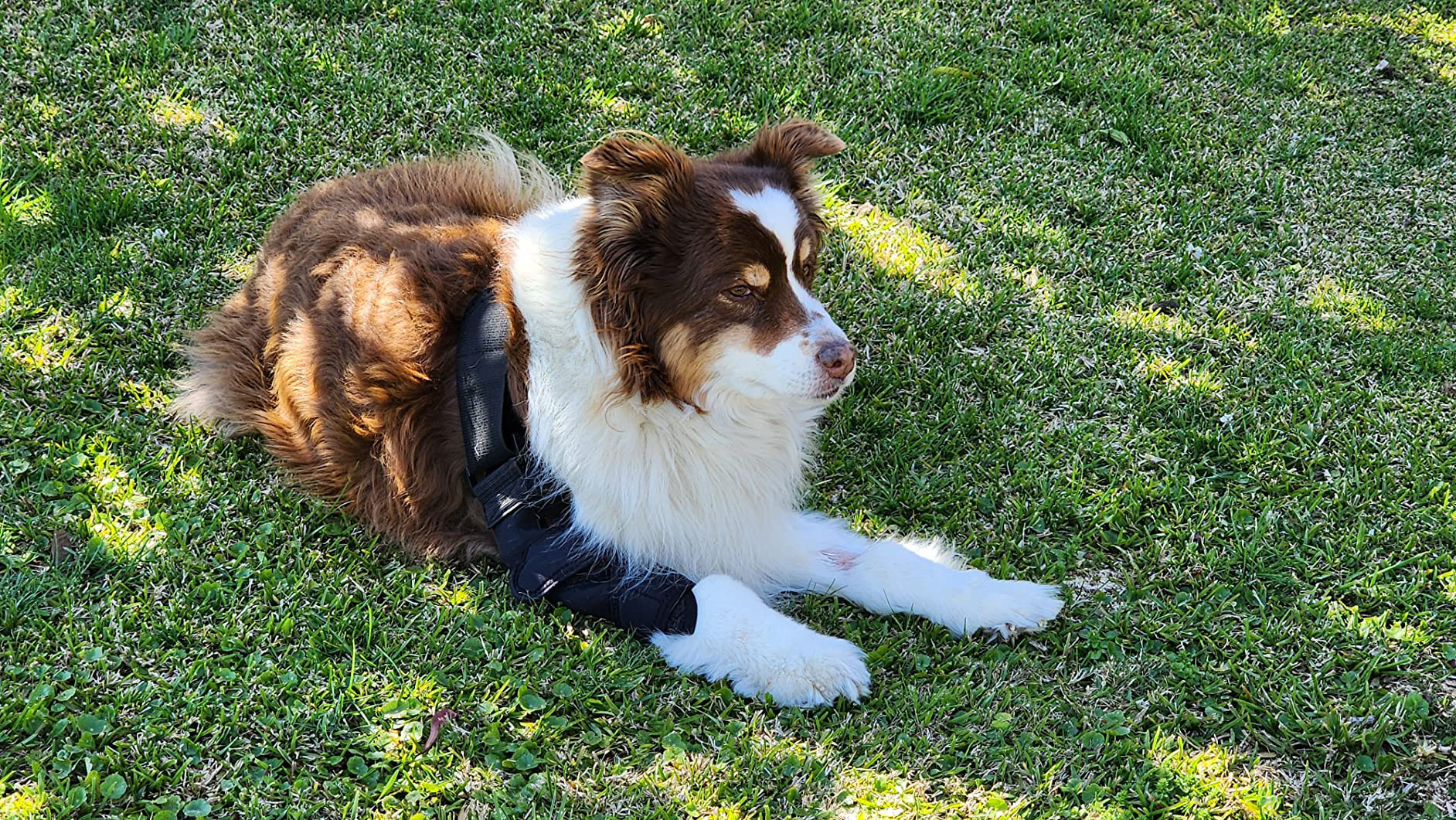 Labrador Elbow Support Brace review Katrina
