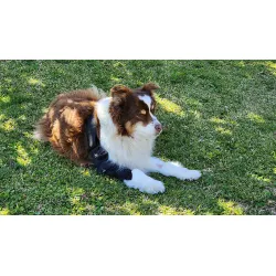 Labrador Elbow Support Brace review Katrina