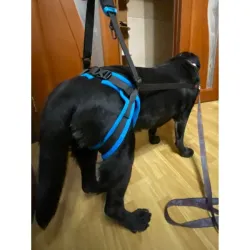 Dog Rear Harness Lifting with Handle review Jerry