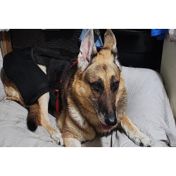 Luxating Patella Dog Knee Brace review michael