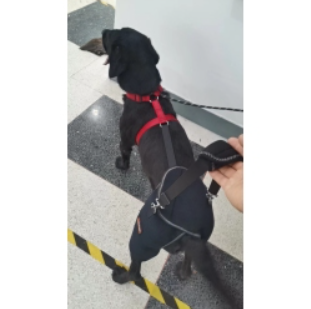 Hip Brace for Dogs with Hip Dysplasia review Joson