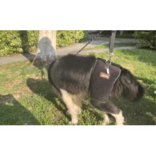 Hip Brace for Dogs with Hip Dysplasia review Koabey